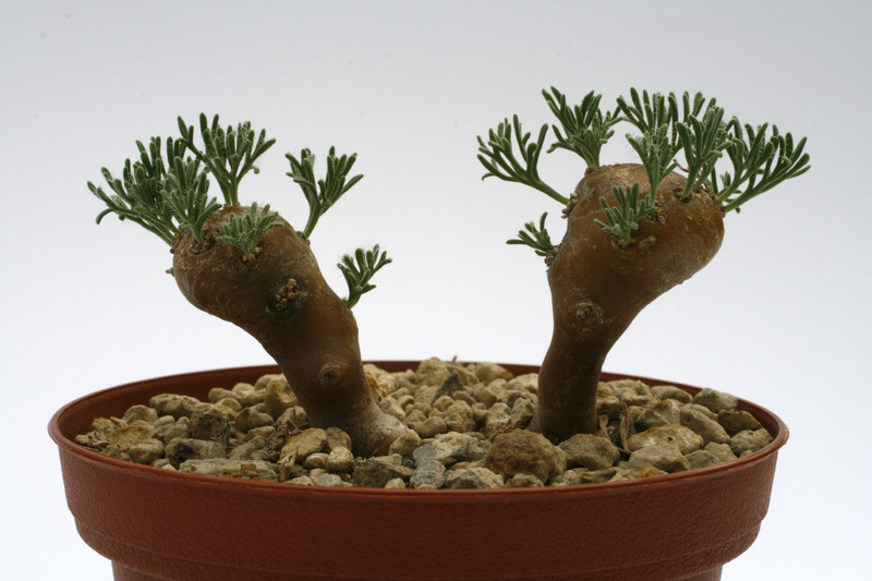 sarcocaulon multifidum 8541