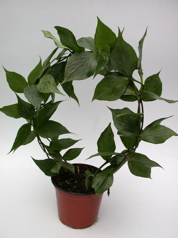 hoya polyneura 3932