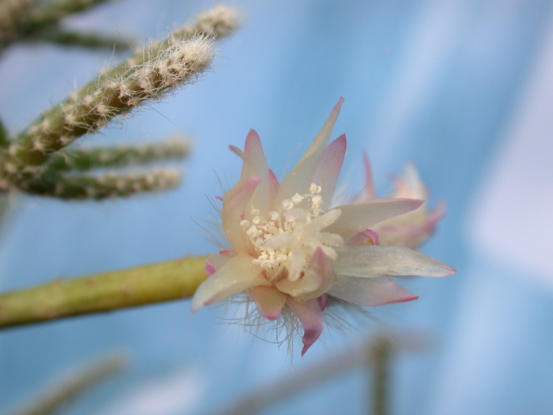 rhipsalis pilocarpa 2034