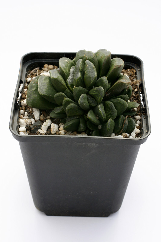 haworthia maughanii x truncata 1478