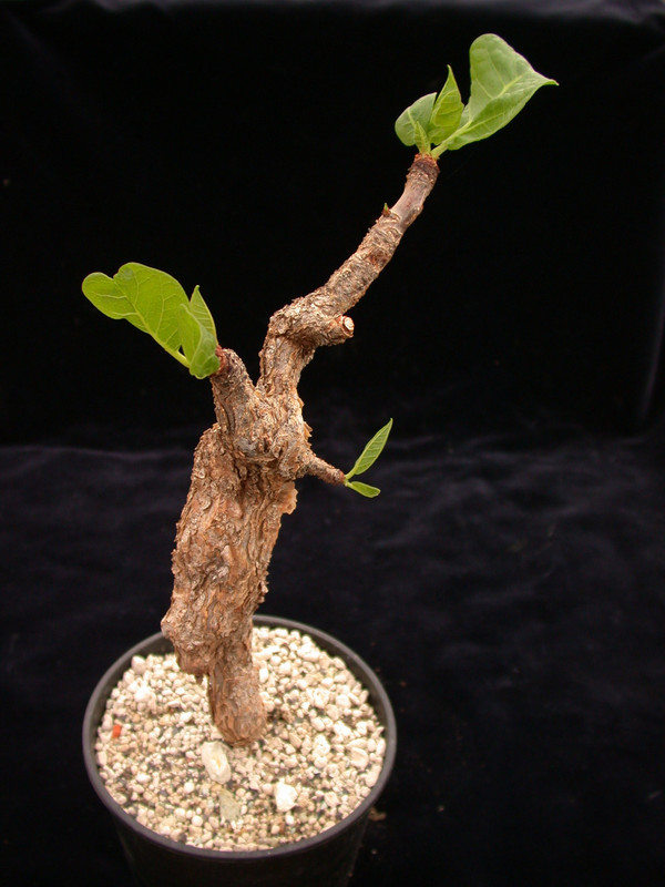 commiphora sessiliflora 01