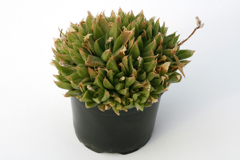 haworthia ryderiana 7250