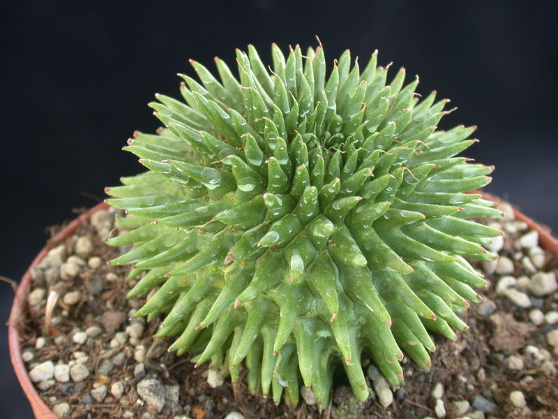 euphorbia suzannae 02