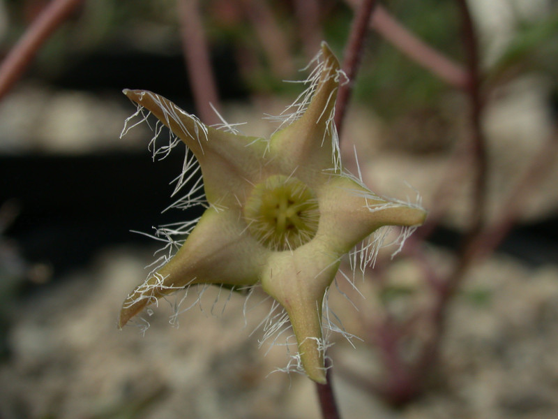 brachystelma meyerianum es2987 stutterheim 03