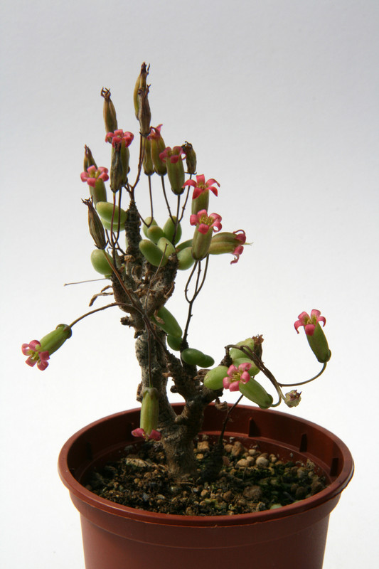 tylecodon x bleckiae 6420