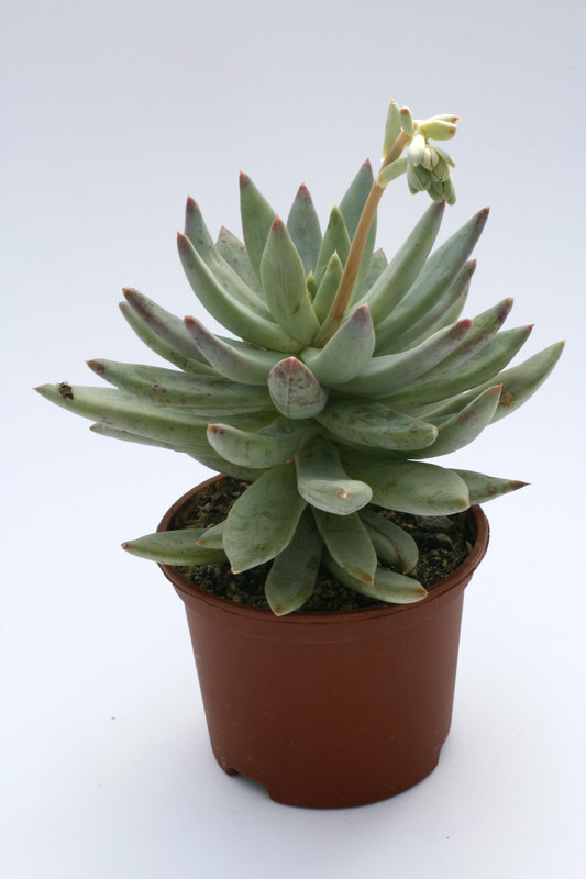 pachyveria glauca 7981