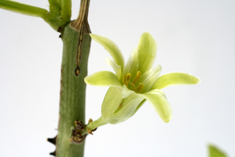 adenia aculeata 1465