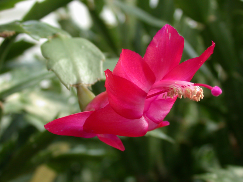 schlumbergera bristol queen 01
