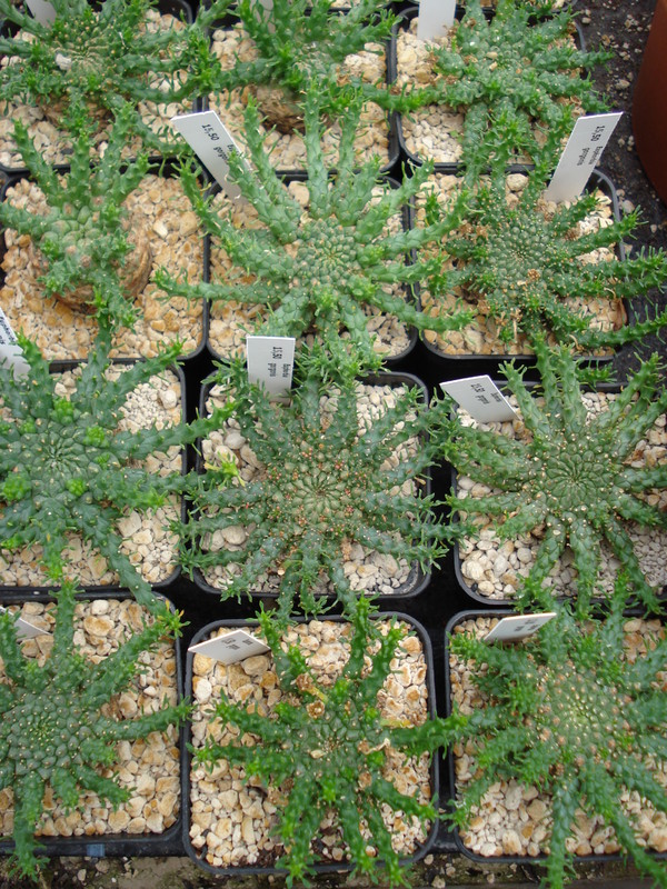 euphorbia gorgonis 1121