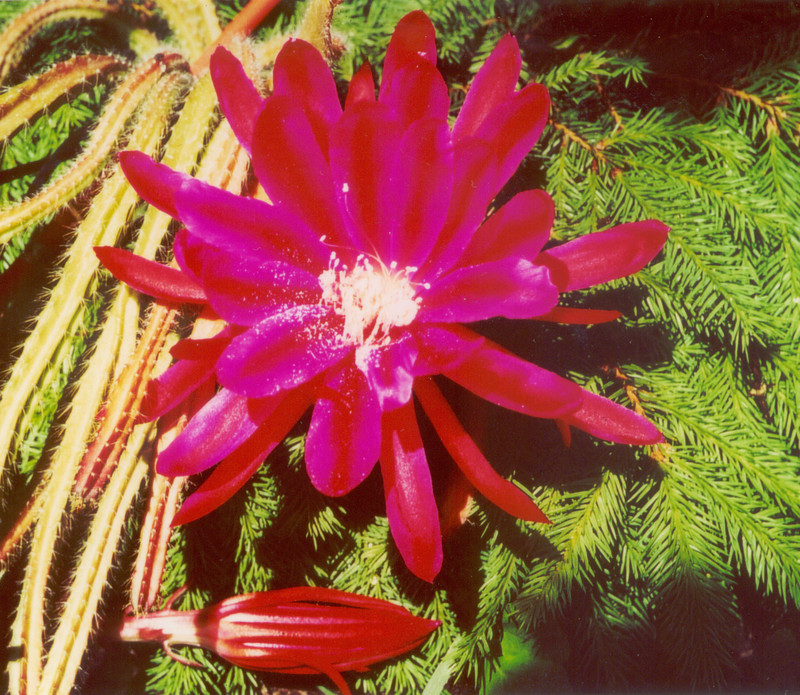 aporocactus axel p 01