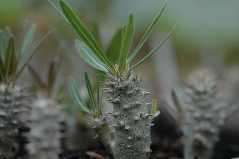 pachypodium inopiatum 184