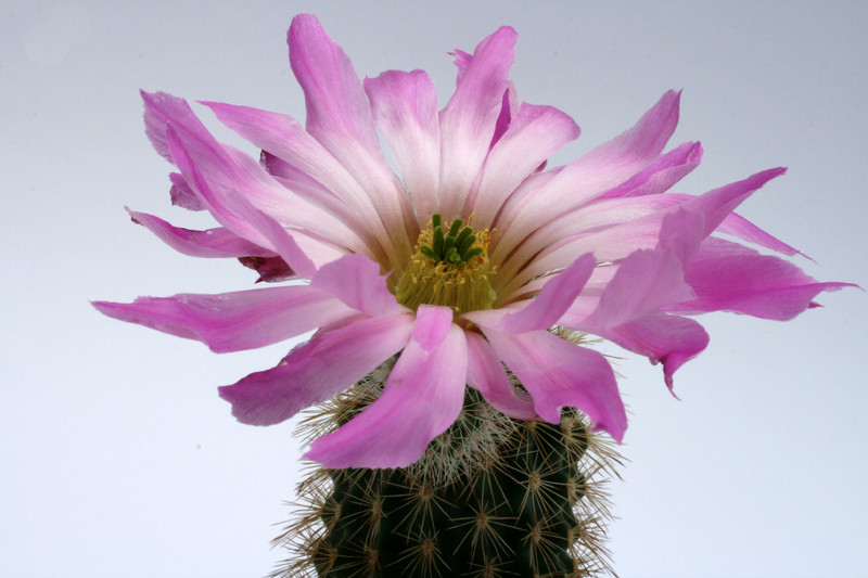 echinocereus sciurus capo san lucas 0441