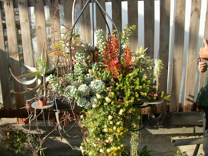 sukkulentenleuchter 03