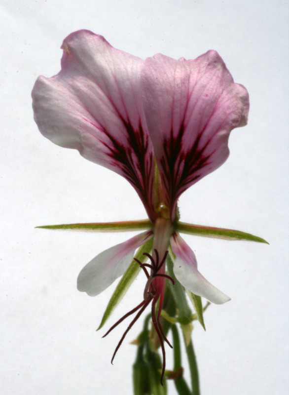 pelargonium tetragonum 2301