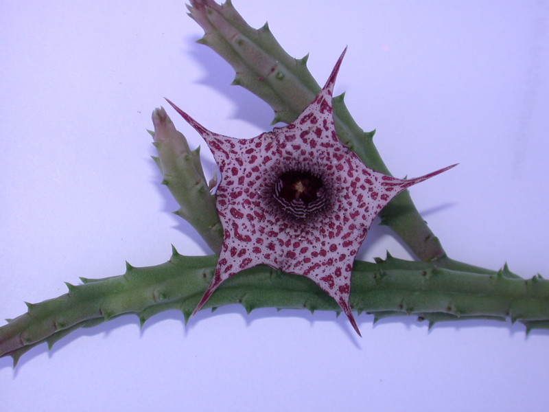 huernia boleana es2310 02