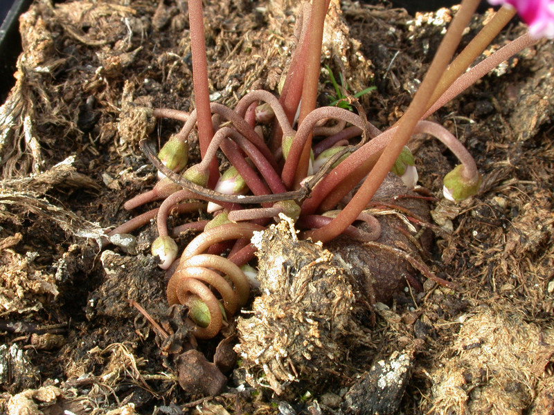 cyclamen hederifolium 04