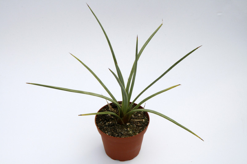 agave echinus 7671