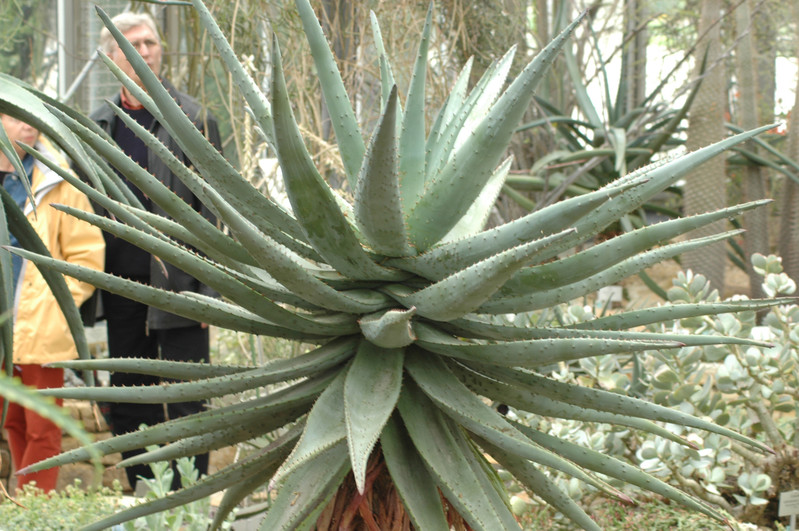 aloe ferox 2