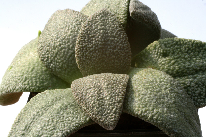 aloinopsis rubrolineata 3471