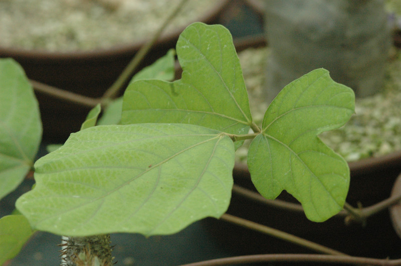dolichos sp specks20614 06