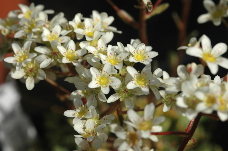 saxifraga x fritschiana 01