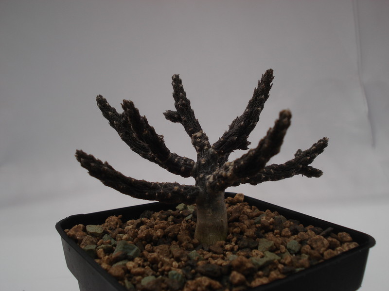 rhytidocaulon subscandens 6245