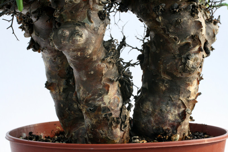 tylecodon reticulatus 0749