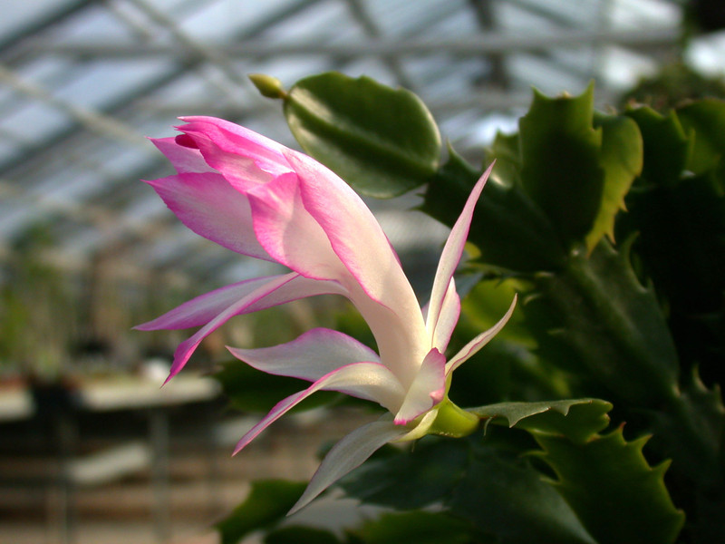schlumbergera hatherton charm 208