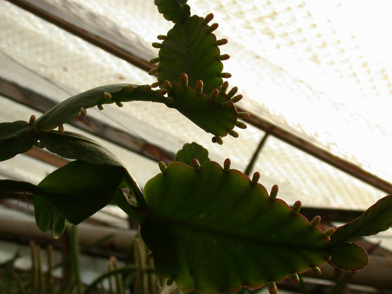rhipsalis pachyptera03 21