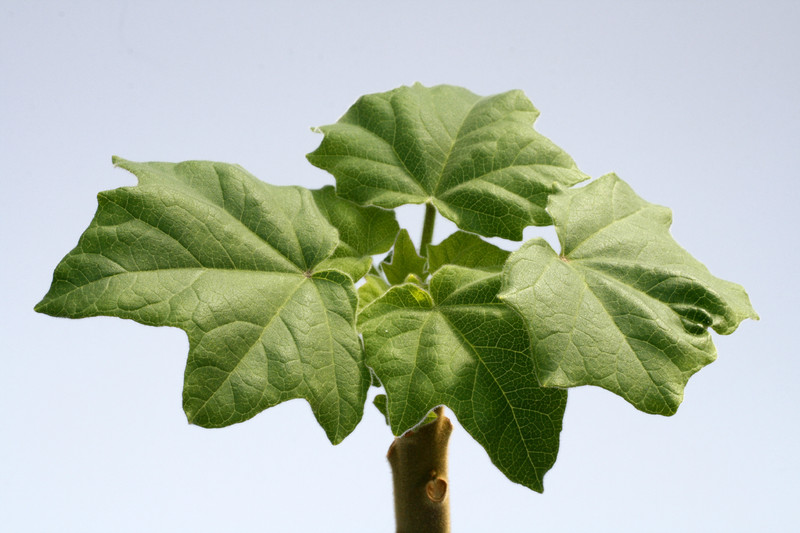 uncarina grandidieri 8127