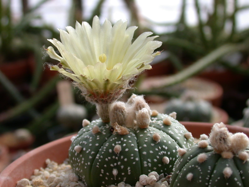 astrophytum asterias 02