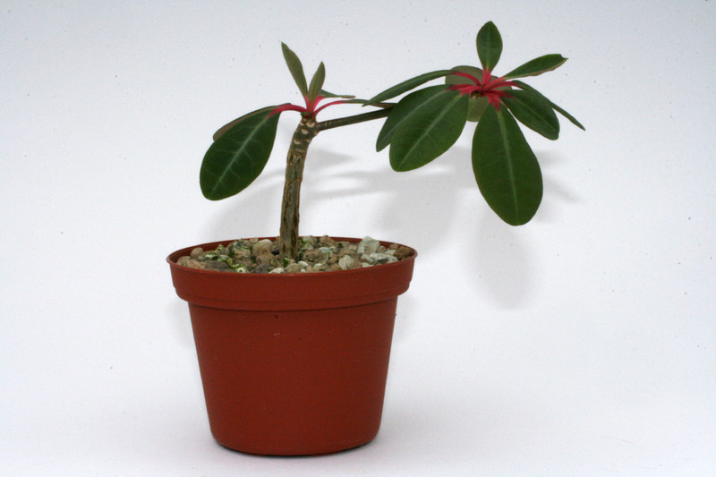 euphorbia bongolavensis 9363