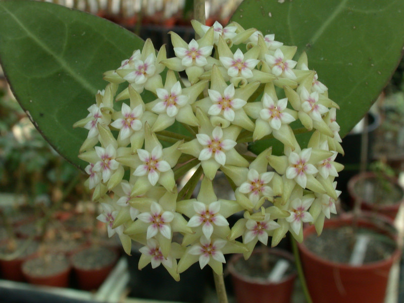 hoya parasitica 0194 01