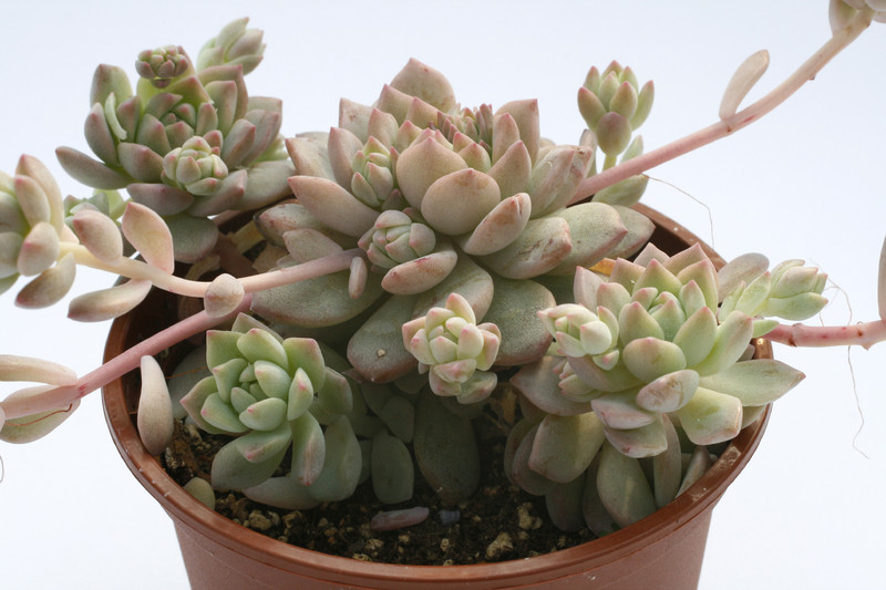 echeveria prolifica 7954