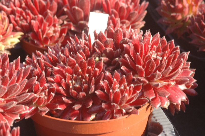 sempervivum arachnoideum rote selektion 1384