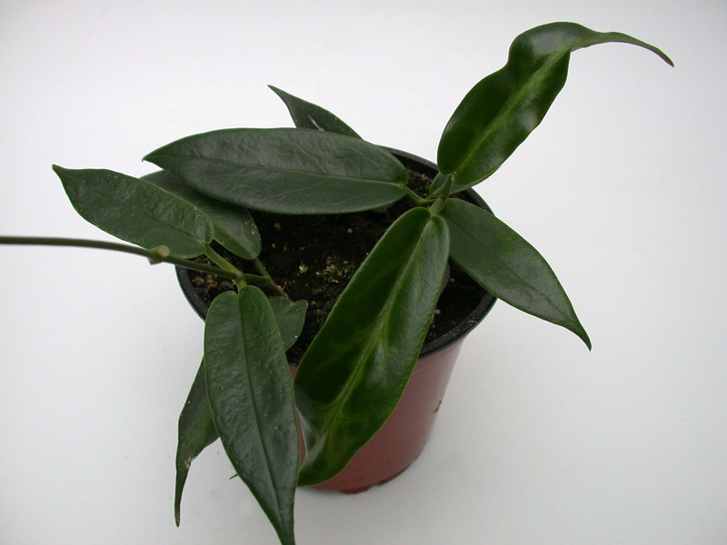 hoya macgillivrayi 3981