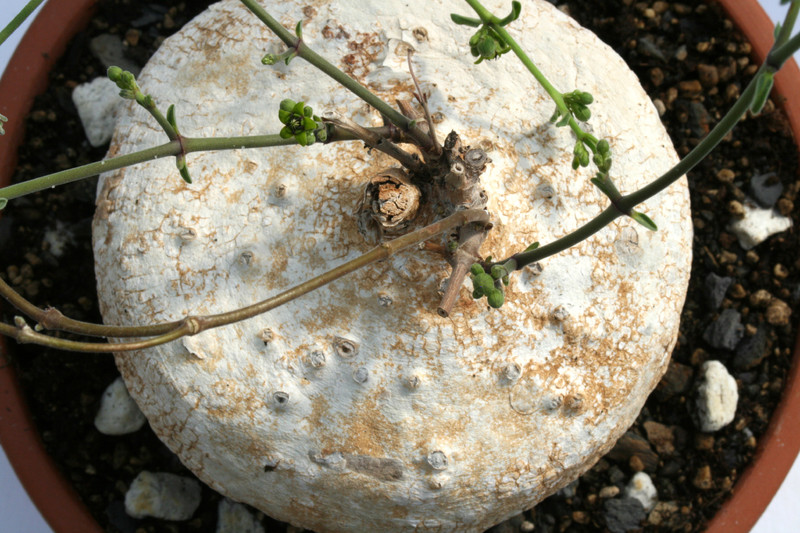 raphionacme procumbens w 7294