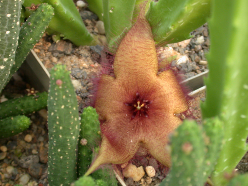 stapelia tsomoensis PB2143 IAS872 01