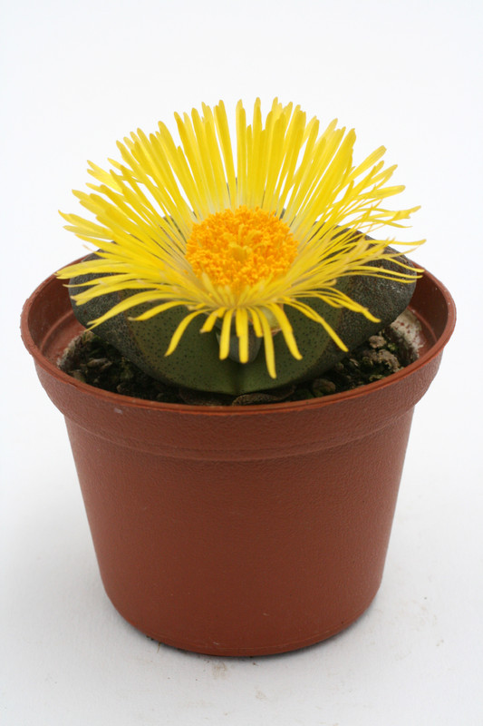 pleiospilos bolusii 4246