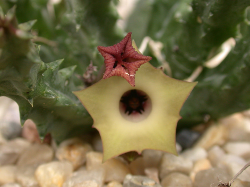 huernia bayeri d1669 goendal uitenhage 01
