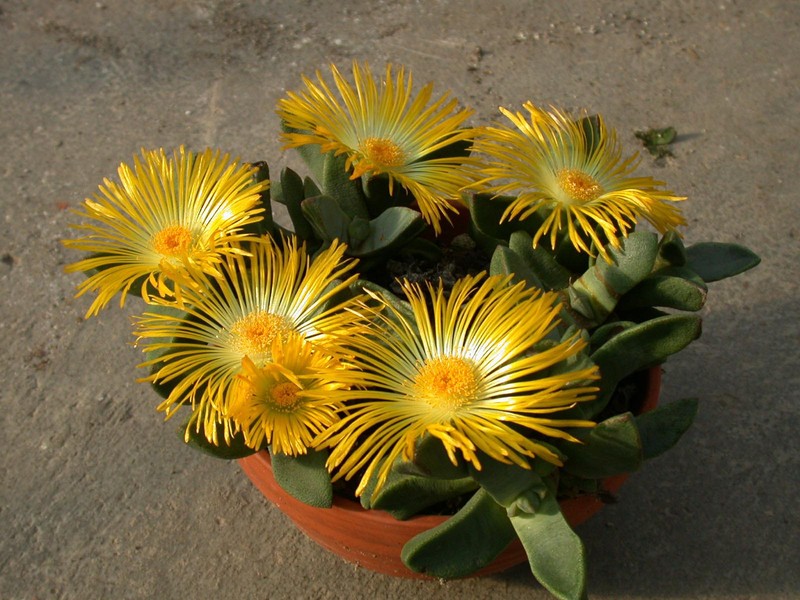 pleiospilos simulans