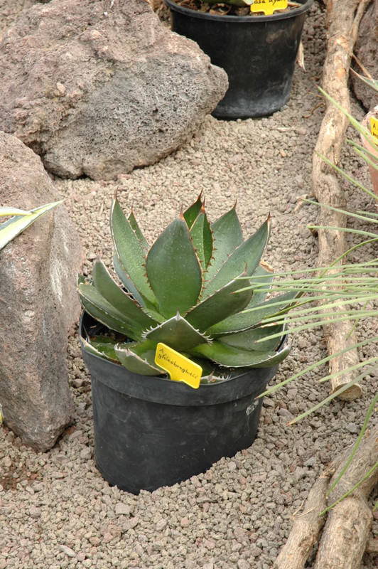 agave ghiesbreghtii