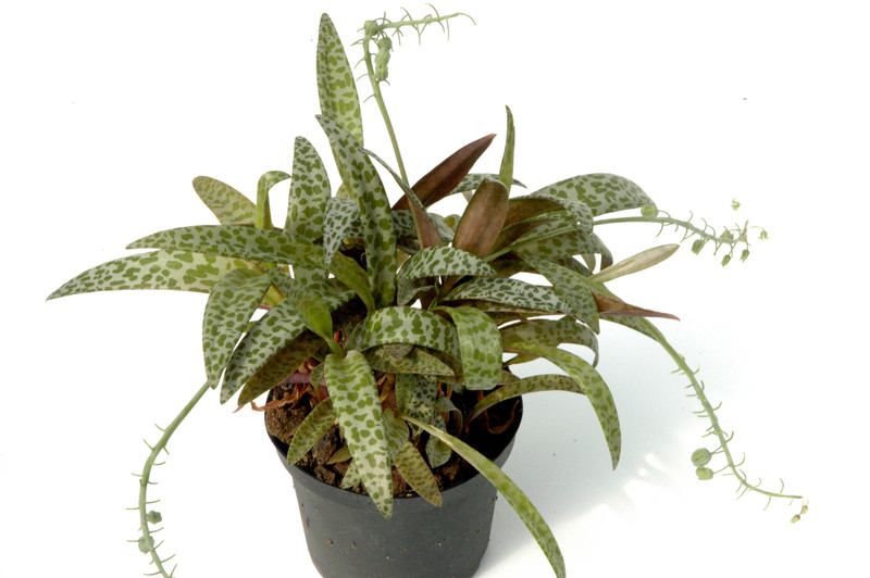 ledebouria scialis 01