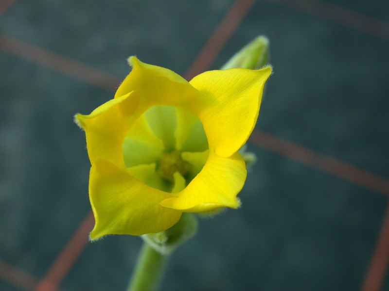pachypodium rosulatum horombense es10399 ihosy 04