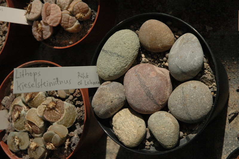 lithops kieselsteinianus