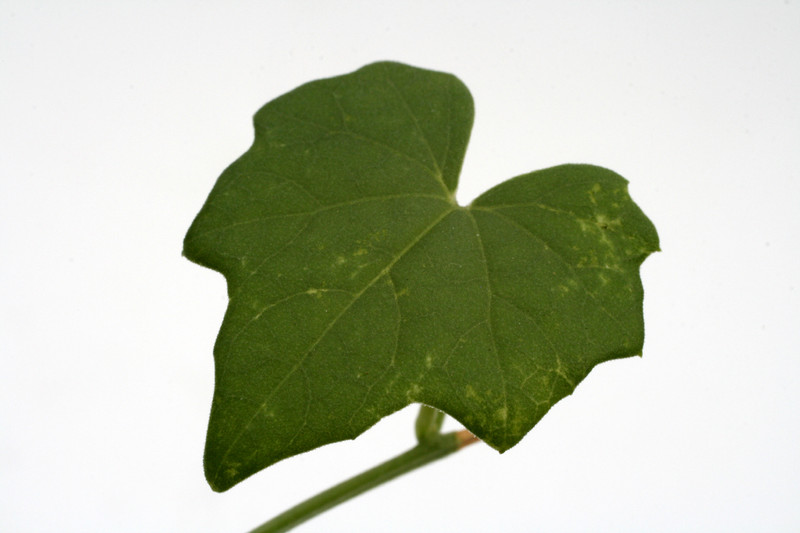 momordica boivinii 0725