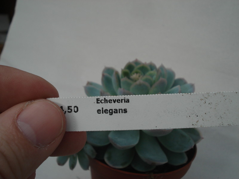 echeveria elegans 8299
