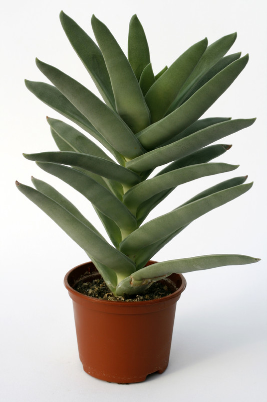 crassula falcata coccinea 7218