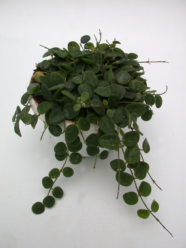 hoya serpens 3952