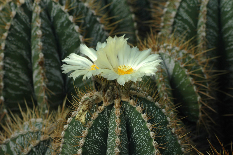 astrophytum ornatum 758